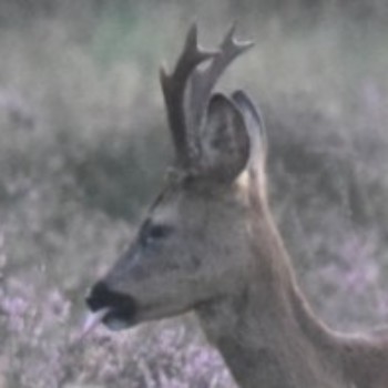 Profielfoto van hansmek